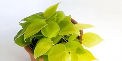 Detailed Explanation of the Growth Habits of Devil's Ivy (Exploring the Relationship Between Water-Loving Plants and Devil's Ivy)