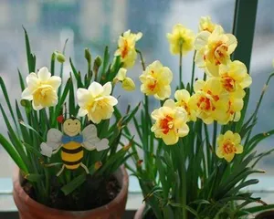 The Cultivation and Growth Cycle of Narcissus (Making Spring More Beautiful - Narcissus Cultivation Techniques and Growth Cycle Analysis)