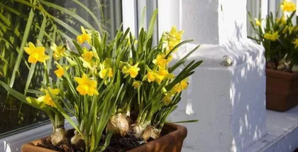 Crafting a Beautiful Garden with Charcoal (Choosing suitable plants for charcoal to make the garden more beautiful)