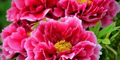 The Feng Shui effect of raising peony flowers at home