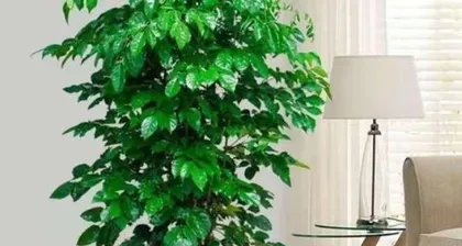 For those born in the Year of the Goat, planting these plants can boost your wealth! (Let your wealth flourish, starting with plants.)