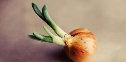 Can shallots be eaten? What if they sprout? (The edible value of shallots and how to handle them after sprouting)