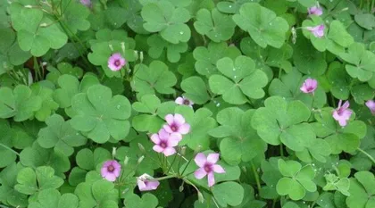 Lucky Grass Cultivation Guide (How many plants per pot? How to care for them? Learn these tips to keep your lucky grass growing better and better!)