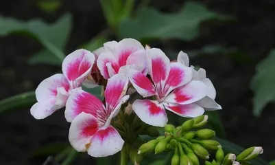 Guardian Flower — The Language of Lilies (Interpreting the Emotion of Guardianship Through the Language of Flowers, Experiencing the Beauty of Lilies)