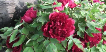The lifespan and growth environment of peonies (How long can the life of a single peony actually last?)