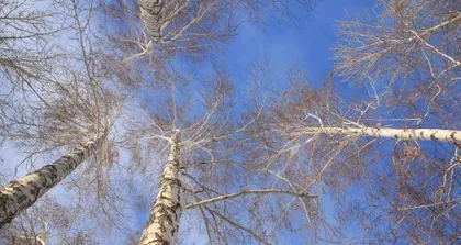 Growth Environment Conditions and Characteristics of Birch Trees (Exploring the Growth Journey of Birch Trees)