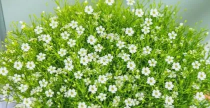 Growth environment conditions and habits of starry sky plants (Exploring the growth journey of starry sky plants)