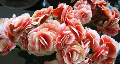 Why do Begonia leaves roll? (Exploring the reasons for Begonia leaf rolling and solutions)