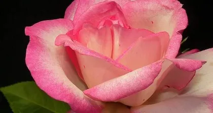 How to Water Scientifically to Help Roses Thrive in Summer (Master the Key Timing and Techniques to Make Flower Lovers Effortless)
