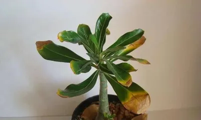 Characteristics and Growth Environment of Desert Rose (Effects of Different Climate Conditions on Desert Rose)