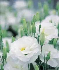 Silent Love - Interpreting the Meaning of a Flower (Revealing Which Flower Has the Meaning of Silent Love and Discussing Its Significance)