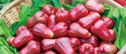 The cultivation and harvesting time of wax apples (Exploring the growth environment and cultivation methods of wax apples, uncovering the timing of their ripening and market availability)