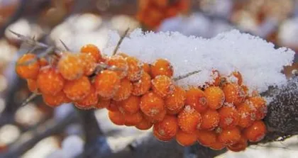 Are you really familiar with jujube and sea buckthorn? (Comparing the differences between jujube and sea buckthorn to see what exactly sets them apart)