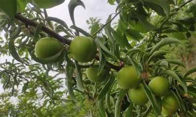 Plum Tree – Your Private Orchard at Home (From Tree Selection to Maintenance, Teach You to Create a Beautiful Home)