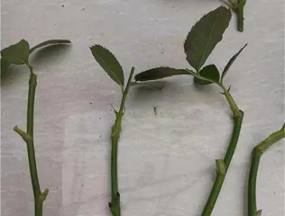 Complete Guide to Pruning and Cuttings of Flowering Crabapple (Master the Cutting Time, Methods, and Techniques to Rapidly Propagate Beautiful Flowering Crabapple)
