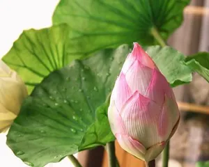 Is there poison in indoor lotus plants? (Understand the toxicity and care tips of lotus)