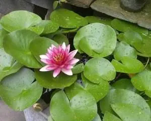 Is there poison in indoor lotus plants? (Understand the toxicity and care tips of lotus)1