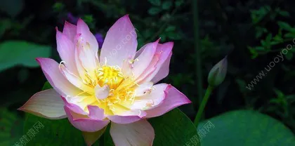 Is there poison in indoor lotus plants? (Understand the toxicity and care tips of lotus)2
