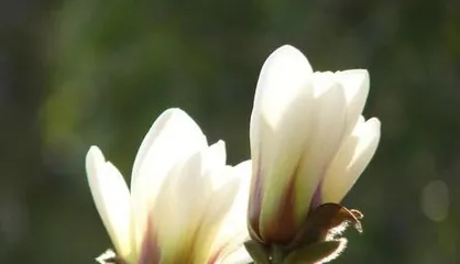 The blooming time of magnolias and their beauty (blooming in spring, a white and romantic scene)