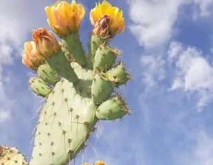 Cactus light requirements (Understanding the sun needs of cacti to help your cactus grow healthily)