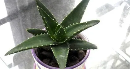 How to Care for Aloe Vera in Winter (15 Steps to Keep Your Aloe Vera Healthy and Thriving)