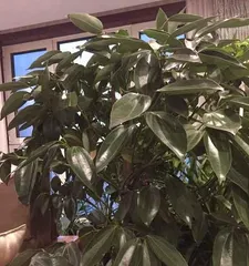 How to Fertilize to Keep Paulownia Trees Healthier (Paulownia Tree Fertilizer Selection and Application Techniques)