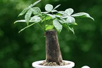 Master the cultivation, care, and mysterious stories of the money tree.