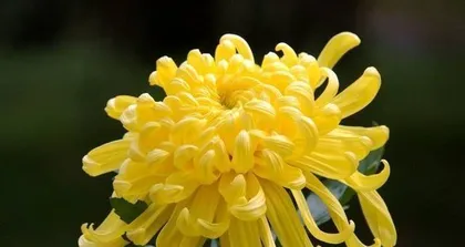 Chrysanthemum – The Colorful Beauty of China's National Flower (Origin, Classification, Cultivation, Medicinal Use, Culture, Art, Edible Use, Appreciation)