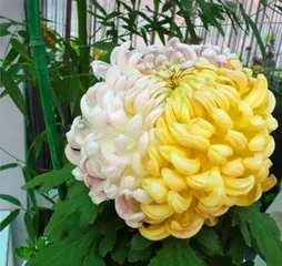 Cultivation methods and precautions for Chrysanthemums Longevity (Creating beautiful and pleasant Chrysanthemums longevity gardens)