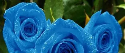 Unveiling the Flower Language and Symbolic Meaning of Blue Passion Flower (Exploring the Beauty, Mystery, and Power Represented by Blue Passion Flower)