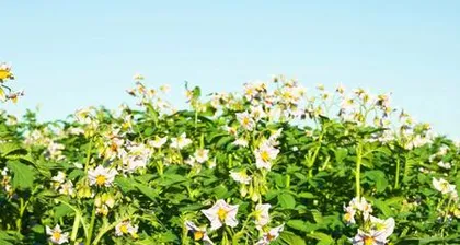 The growth habits and environmental conditions for growing potatoes (Understanding the characteristics of potatoes will help you grow them better!)