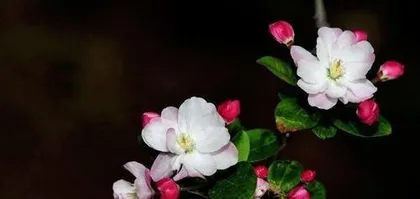 Appreciating the Unique Charm of Flowering Quince (Exploring the Aliases and Cultural Connotations of Flowering Quince)