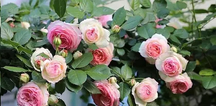 Is a spectral rose a climbing plant or a shrub? (Analysis from multiple perspectives such as morphology, growth habits, and cultivation methods)