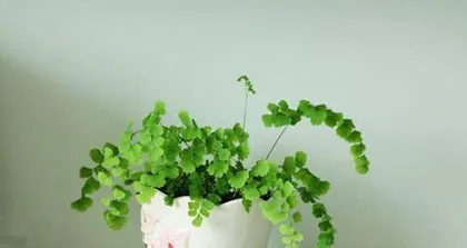 Cultivation and Precautions for Nephrolepis exaltata (Creating a Green Home, Caring for Beautiful Nephrolepis)