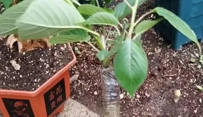 How to Care for Potted Cherry Trees (Potting, Maintenance, and Precautions)