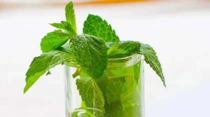 The Meaning and Symbolism of Mint (Exploring the meaning of mint, understanding the language of mint flowers)