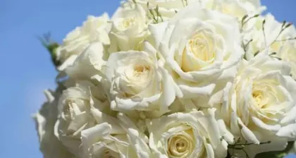 Blooming Time of White Roses (Characteristics of Flowering Season and Cultivation Techniques)