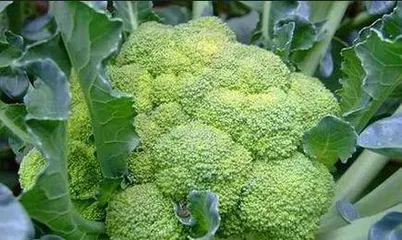 Prevention and Control Methods and Technical Measures for Diseases and Pests in Broccoli (Building a Healthy and High-Yielding Broccoli Garden)