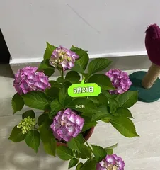 Unveiling the Hydrangea: A Plant That Hates Sunlight (Growth Characteristics and Sun Protection Methods of Hydrangeas)