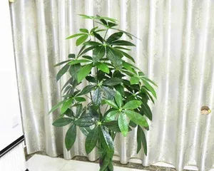 Notes on Growing Zamioculcas Zamiifolia Indoors (How to Successfully Grow ZZ Plants at Home)
