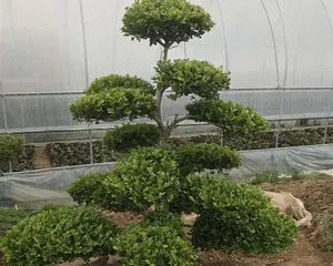Characteristics and Care Tips of Buxus Microphylla (Comprehensive Interpretation of the Growth Journey of Buxus Microphylla from Growth Environment to Care Key Points)