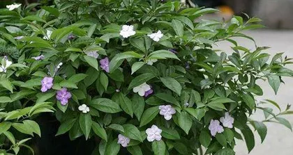 How to grow Osmanthus to bloom? (Osmanthus care secrets)