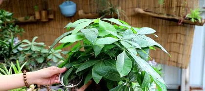 How to care for a money tree in winter? (Will the money tree freeze to death in winter? How should it be protected?)