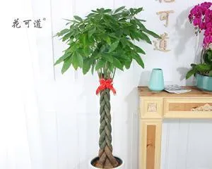 What kind of green plants are good to give when moving to a new home? (15 recommended green plants for gifts, showing more care and good fortune when moving!)