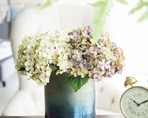 Tips for Growing Hydrangeas Indoors (Let Your Home Bloom Beautifully with Hydrangeas)