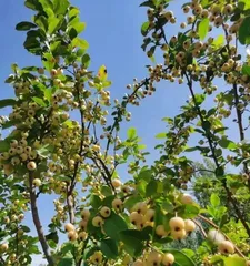 Harboring Time and Techniques for Harvesting Honeysuckle Berries (Understanding the ripening period and the best time to harvest honeysuckle berries allows you to enjoy more delicious fruits)