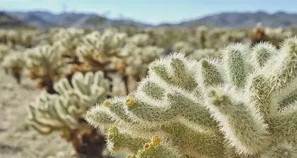The Growth Environment of Cacti (Exploring the Way of Cactus Growth)