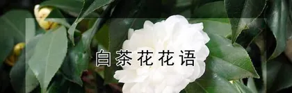 The White Tea Flower: The Fragrant and Elegant Meaning and Symbolism (Exploring the meaning and symbolism of the white tea flower, savoring the beauty of a fresh and natural life)