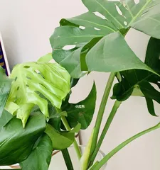 The Secret Guide to Hydroponic Monstera Care (From Selection to Maintenance, Teach You to Create the Most Beautiful Hydroponic Monstera Courtyard)