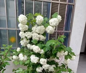 How to Grow Hydrangeas in a Home Garden (Methods and Techniques for Growing Potted Hydrangeas)